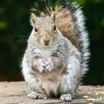 Animal squirrel PFP