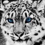 Snow Leopard Pfp