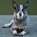 Download Animal Australian Cattle Dog PFP