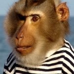Download Animal Monkey PFP