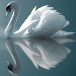 Download Animal Mute Swan PFP