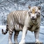 Download Animal White Tiger PFP