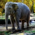 Download Animal Elephant PFP