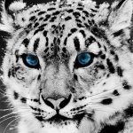 Close-up profile photo of a snow leopard with striking blue eyes, used as a forum avatar image.