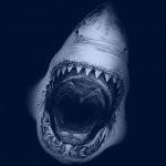 Download Animal Shark PFP