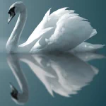 Animal mute swan PFP