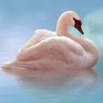 Animal mute swan PFP