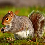 Animal squirrel PFP