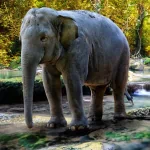 Animal elephant PFP