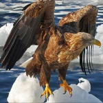 Animal eagle PFP
