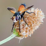 Animal insect PFP