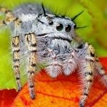 Download Animal Spider PFP