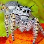 Animal spider PFP