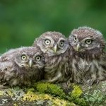 Download Animal Owl PFP
