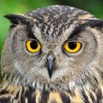 Close-up portrait of a grey-brown owl with piercing yellow eyes, displayed as a forum avatar/profile photo.