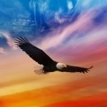 Download Animal Eagle PFP