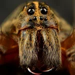 Animal spider PFP