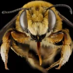 Animal bee PFP