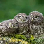  Baby Owls 