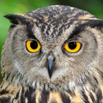 Close-up portrait of a grey-brown owl with piercing yellow eyes, displayed as a forum avatar/profile photo.