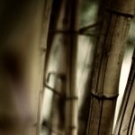 Download Earth Bamboo Nature PFP