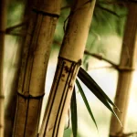  Bamboo Evening