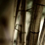 earth bamboo nature PFP