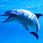 Dolphin Pfp