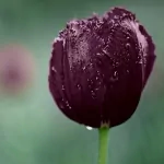 nature tulip PFP