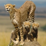 Cheetah Mother And Cubs