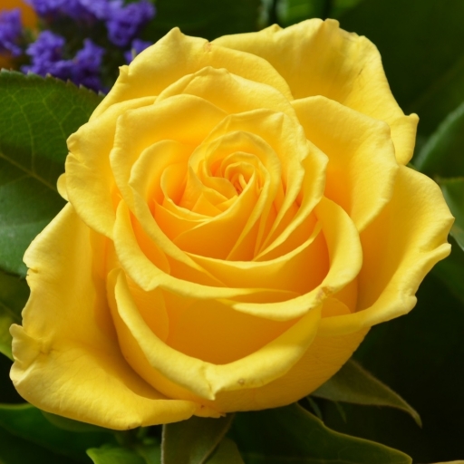 Yellow Rose by lonewolf6738