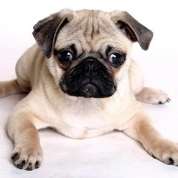 10+ Pug pfp