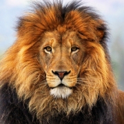 Download Lion Animal PFP