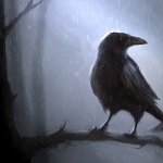Download Animal Crow PFP