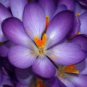 flower purple flower nature PFP