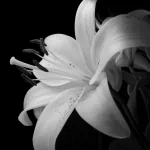 Black-and-white close-up of a lily bloom used as a circular forum avatar/profile photo, showing petals and stamens against a dark background.