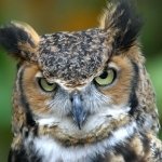 Download Animal Owl PFP