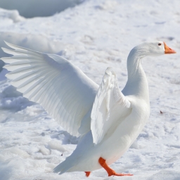 Snow Goose by Ray Miller