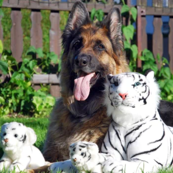  A Long Haired German Shepherd with White Tiger stuffed toys by Werner B.