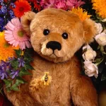 Animal bear PFP