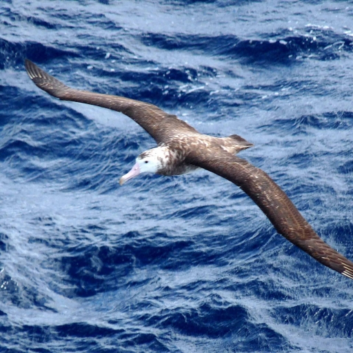 Albatross Pfp