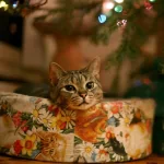 Tabby cat curled in a floral gift box beneath a lit Christmas tree, cozy holiday scene used as a forum avatar/profile photo.
