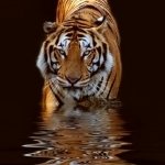 Download Animal Tiger PFP