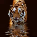 Close-up of a tiger drinking water, used as a striking animal-themed forum avatar or profile photo.