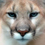 Animal cougar PFP