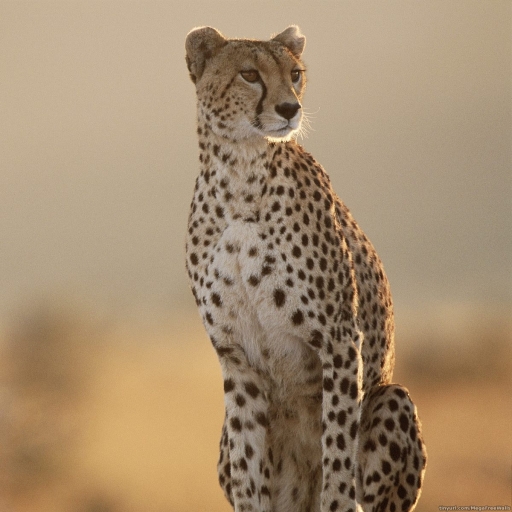 Tanzania Cheetah