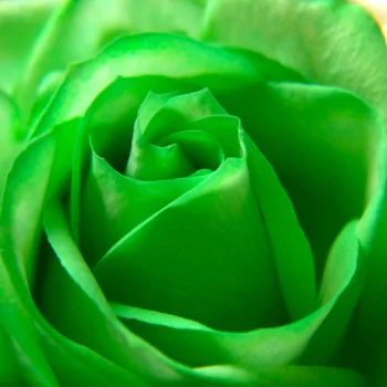green rose flower nature PFP