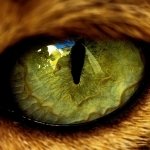 Download Animal Cat PFP