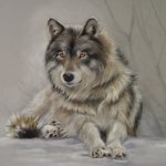 Download Animal Wolf PFP