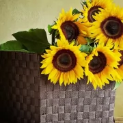 photography still life PFP